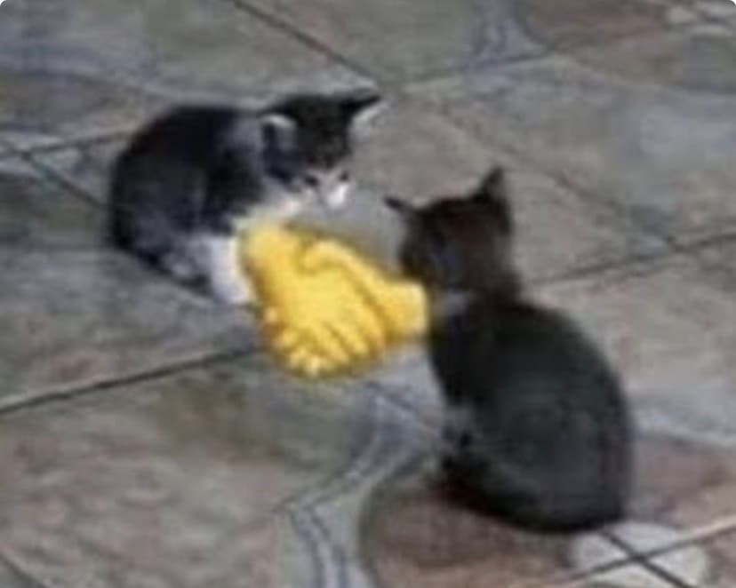 Two cats shaking hands